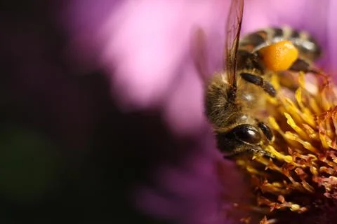Close-up of a bee on a flower Stock Photos