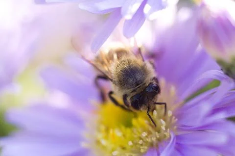 Close-up of a bee on a flower Stock Photos