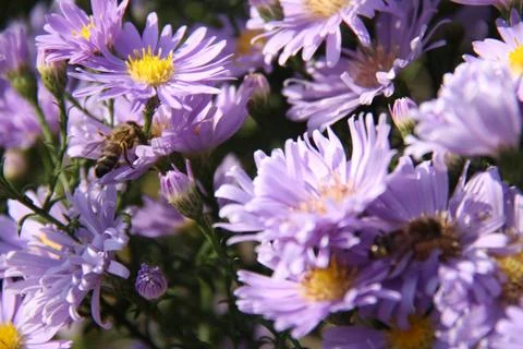Close-up of a bee on a flower Stock Photos