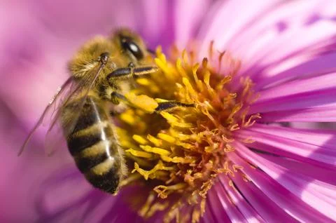 Close-up of a bee on a flower Stock Photos