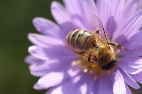 Close-up of a bee on a flower Stock Photos