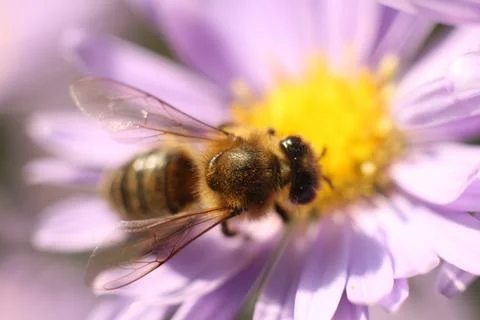 Close-up of a bee on a flower Stock Photos