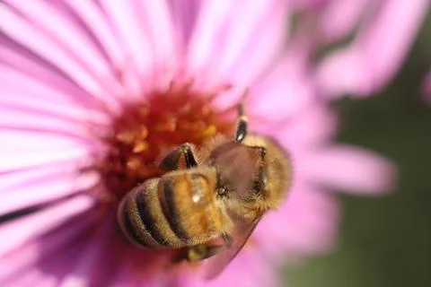 Close-up of a bee on a flower Stock Photos