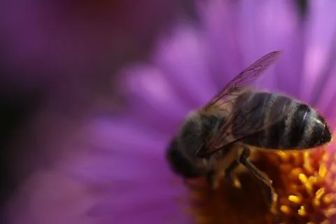 Close-up of a bee on a flower Stock Photos