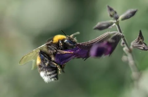 Close-up of bee on flower Stock Photos