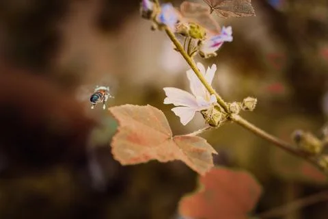 Close-up of a bee on a flower, spring Foto stock