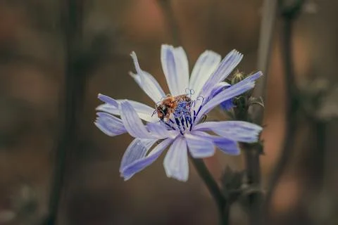 Close-up of a bee on a flower, spring Stock-Fotos