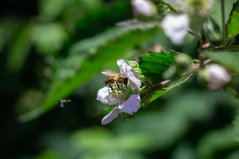 Close-up of a bee on a flower, spring Stock-Fotos
