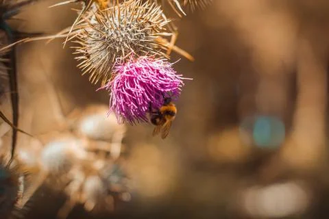 Close-up of a bee on a flower, spring Stock Photos