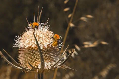 Close-up of a bee on a flower, spring Stock Photos