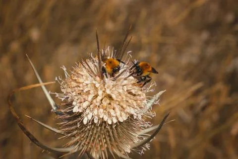 Close-up of a bee on a flower, spring Stock Photos
