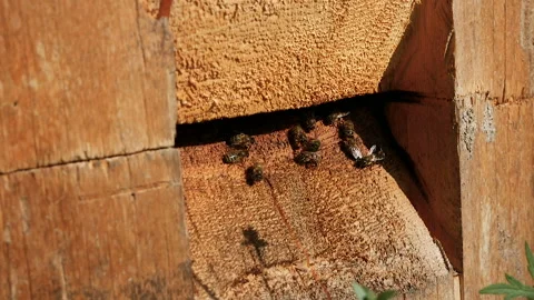 Close-up Bee Flying Bee honeycomb hive, honey Stock Footage 97868249