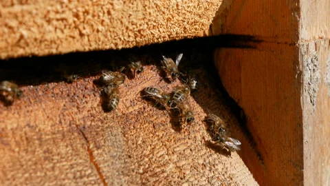 Close-up Bee Flying Bee honeycomb hive, honey Stock Footage 97868312
