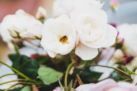 Close-up bee flying over of bunch of rose flowers in vase on top of outdoor t Stock Photos