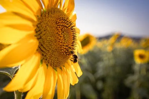 Close up of bee flying over full bloom sunflower plant at sunset with sun r.. Stock Photos