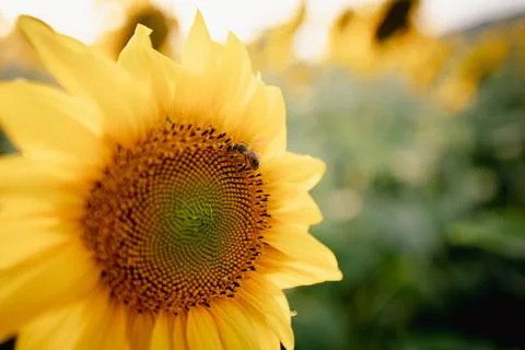 Close up of bee flying over full bloom sunflower plant at sunset with sun r.. 스톡 사진