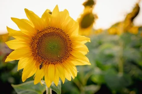Close up of bee flying over full bloom sunflower plant at sunset with sun r.. Stock Photos