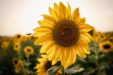 Close up of bee flying over full bloom sunflower plant at sunset with sun r.. 스톡 사진