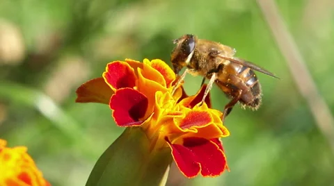 Close up on a bee Stock Footage 42754648