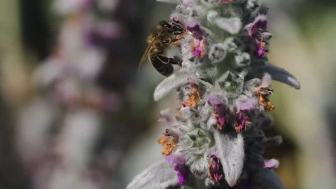 Close up of a bee  Stock Footage 244342792