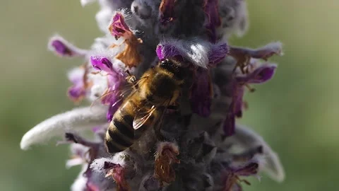 Close up of a bee Stock Footage 244544198