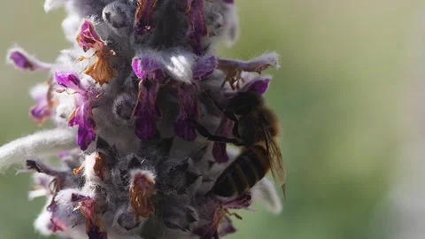 Close up of bee Stock Footage 244552962