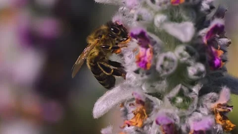 Close up of bee  Stock Footage 244648479