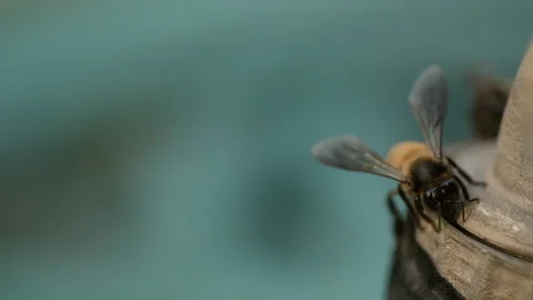 Close up of a bee. Stock Footage 267041332