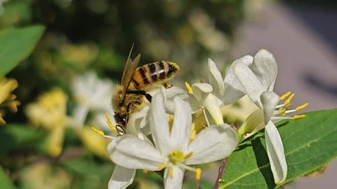Close up of bee  Stock Footage 275548334