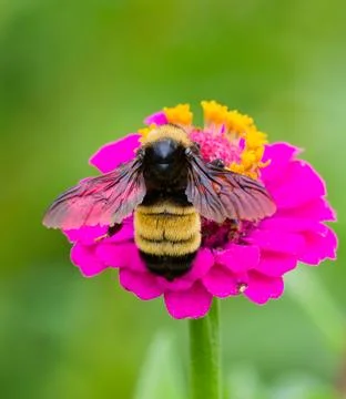 Close-up of a bee foraging for nectar and pollen Fotos de archivo