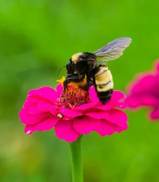 Close-up of a bee foraging for nectar and pollen Fotos de archivo