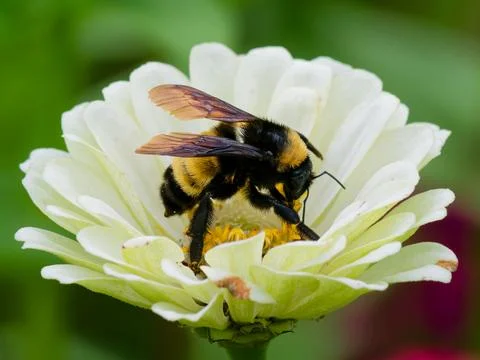 Close-up of a bee foraging for nectar and pollen Fotos de archivo