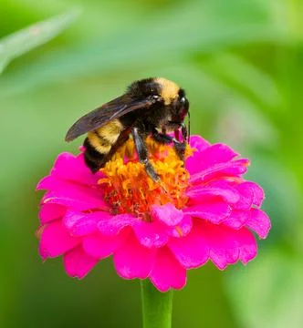 Close-up of a bee foraging for nectar and pollen Fotos de archivo
