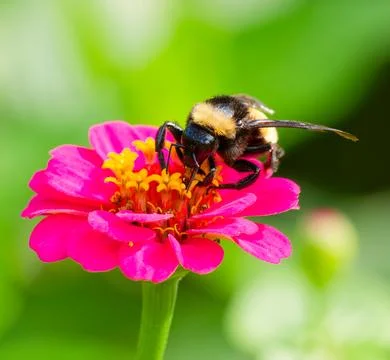 Close-up of a bee foraging for nectar and pollen Fotos de archivo
