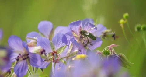Close up of bee foraging pollen from purple geranium blossoms, highlighting Stock Footage 313594429