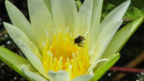 Close-up of a bee gathering nectar from the vibrant yellow stamens of a bea.. Foto stock