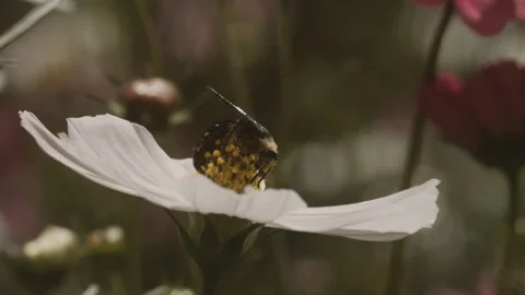 A close-up of a bee gathering nectar from a white flower Stock Footage 265499142