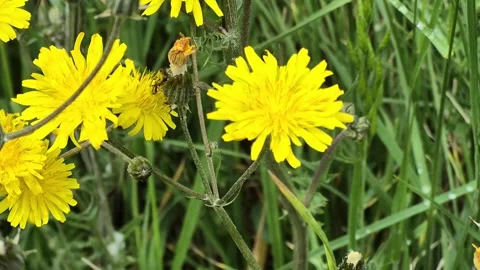 Close-Up of Bee Gathering Nectar on Yellow Flowers Stock Footage 314424115
