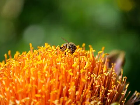 Close up of a bee gathering or foraging for pollen and nectar from the yell.. Stock Photos