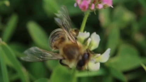 Close up of bee gathering pollen blossoms Stock Footage 204818207