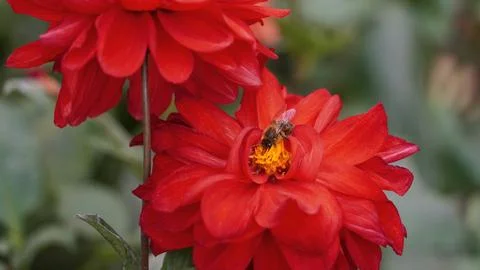 Close-up of a bee gathering pollen from a red flower. Horizontal portrait Stock Photos