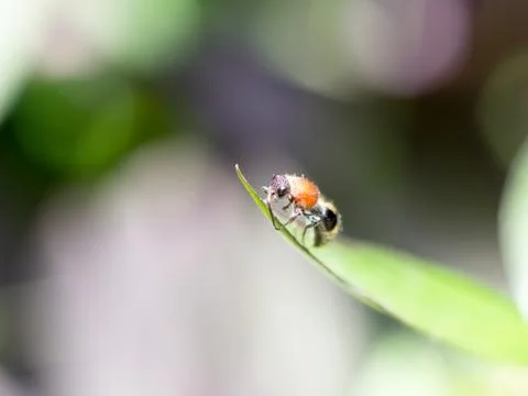 Close up bee on grass leaf Stock Photos