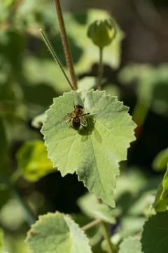 Close-Up of a Bee on Green Leaf Highlighting Arizona's Desert Wildlife Foto stock