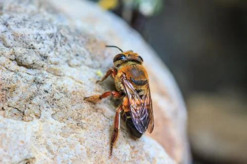 Close up bee on the ground 스톡 사진