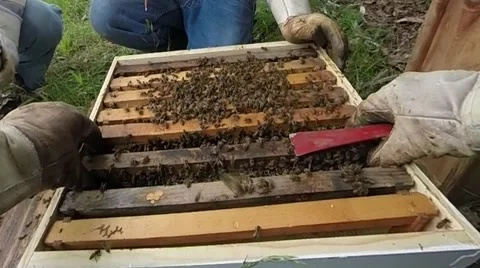 Up Close with a Bee hive Stock-Footage 42114530