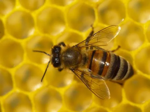 Close up of a bee on a honeycomb. Stock Photos