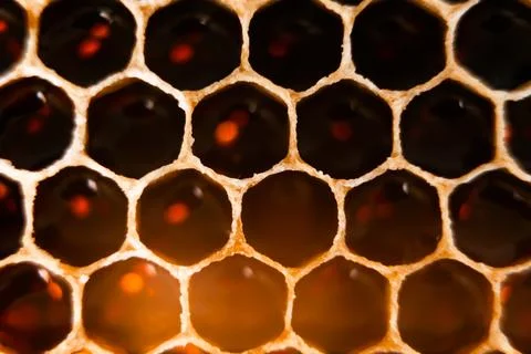 Close-up of bee honeycombs of geometric hexagonal shapes full of delicious ho Stock Photos