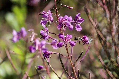 Close-up of a bee hovering near vibrant purple fireweed flowers in bloom Stock Photos