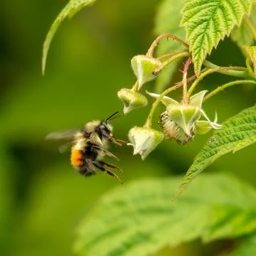 Close-Up of a bee hovering next to a flower, Canada Stock Photos