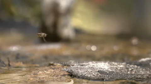Close up of a bee hovering on top of a rock. Stock Footage 270324595